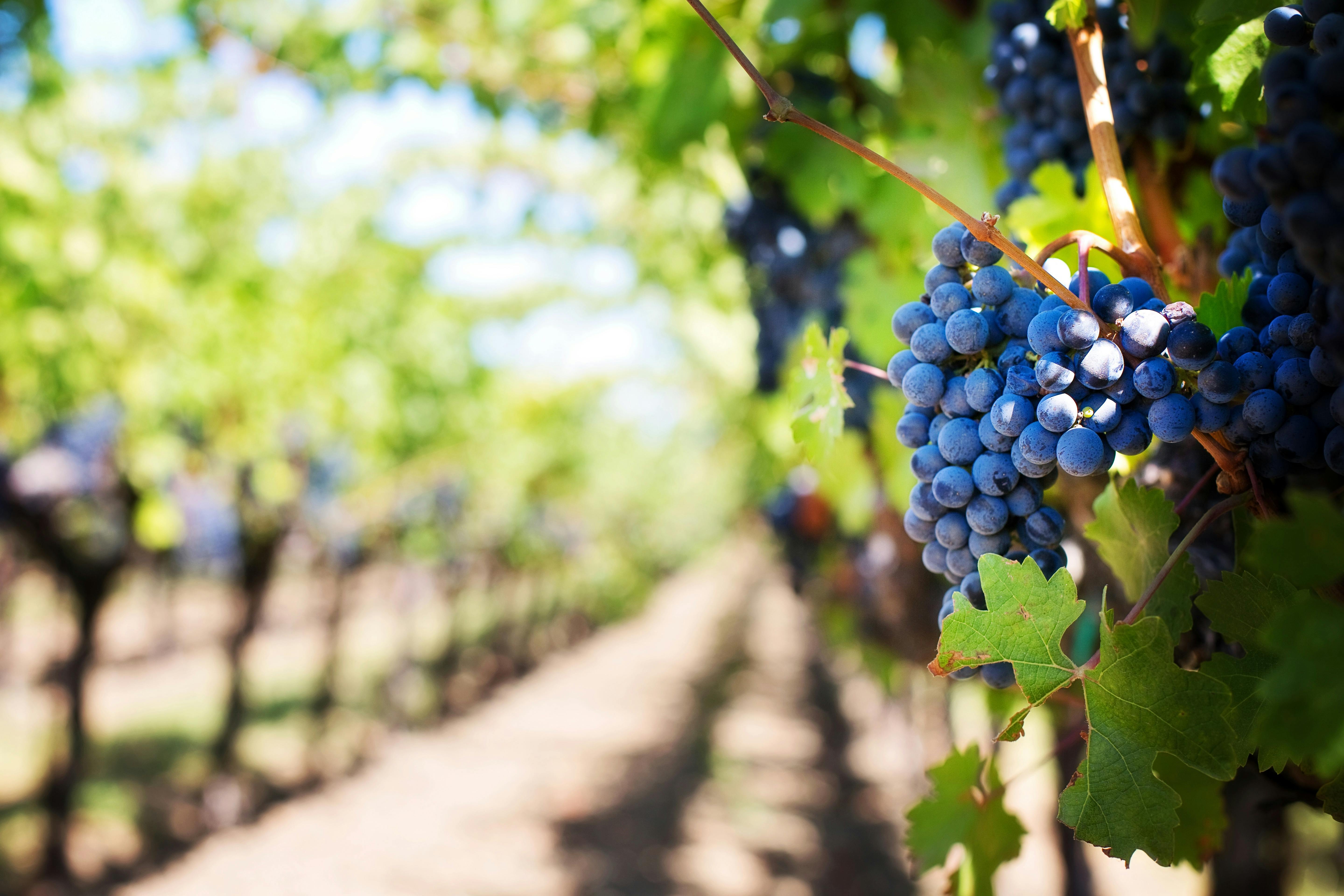 Immersion au coeur des vignes 